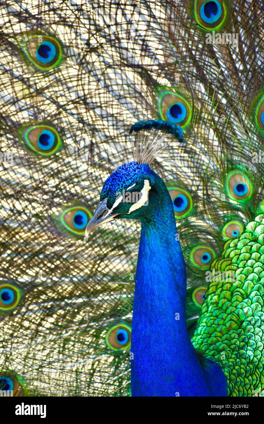 peacock portrait with feathers out Stock Photo