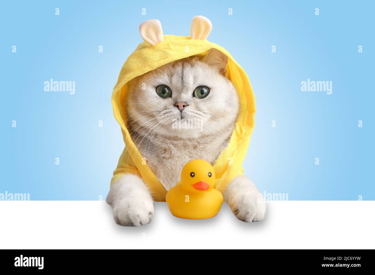 A cute white cat in a yellow coat looks out of a white shell, a yellow rubber duck stands nearby, on a light blue background. Stock Photo