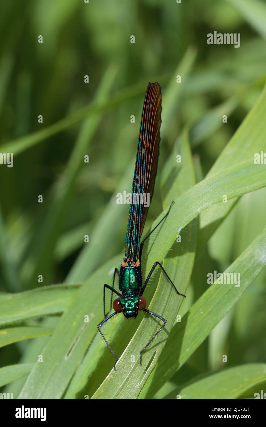 Beautiful Demoiselle (Calopteryx virgo) at the edge of a medium flowing stream in West Cornwall Stock Photo