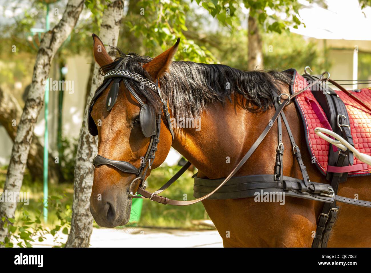 Brown horse dressed in a harness against the background of birches. Stock Photo