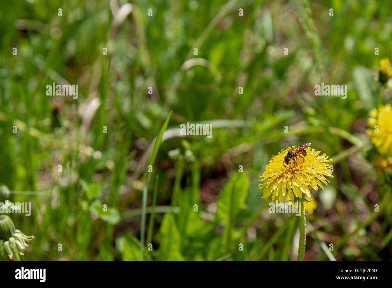 Background looks like a bee on a yellow dandelion flower against the background of green meadow grasses. Stock Photo