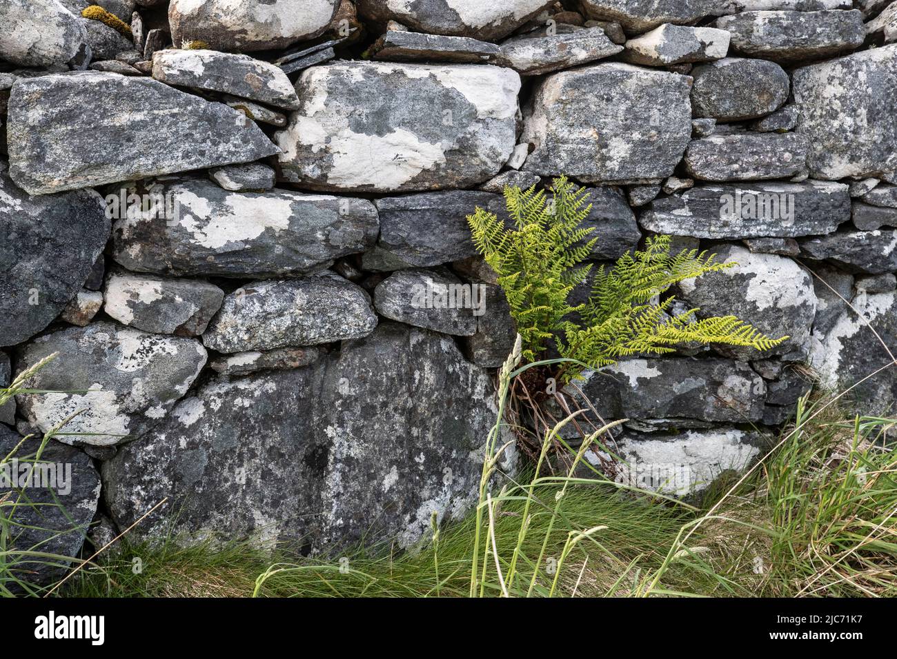 Close up of a dry stone wall constructed with large round shaped stones for retention of cattle on farms and with a fern growing from the base. Stock Photo
