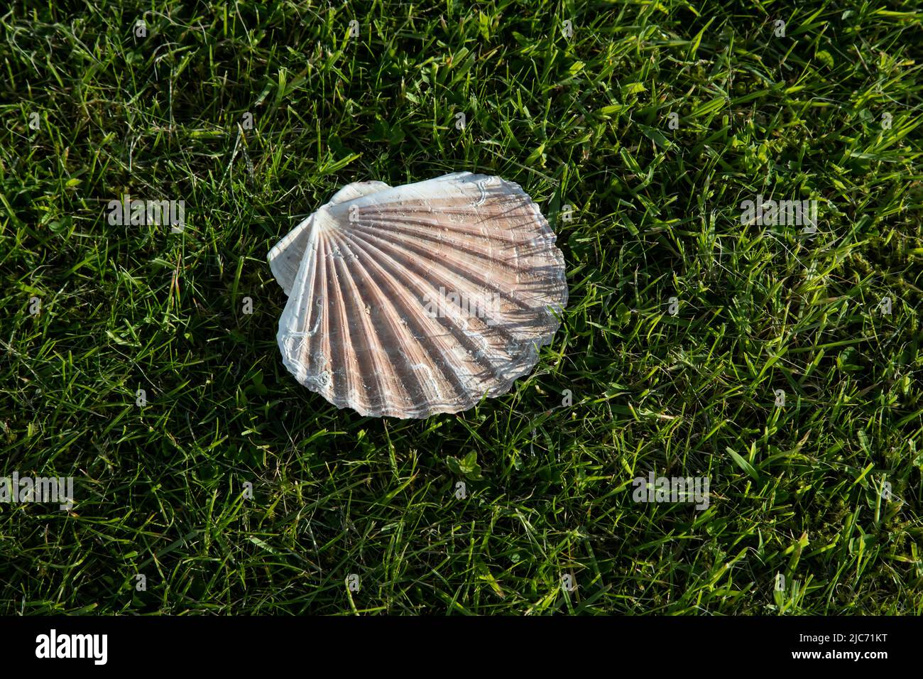 Large single white empty Atlantic Scallop shell on a lush residential green lawn in North Uist, Outer Hebrides, where scallops are farmed. Stock Photo