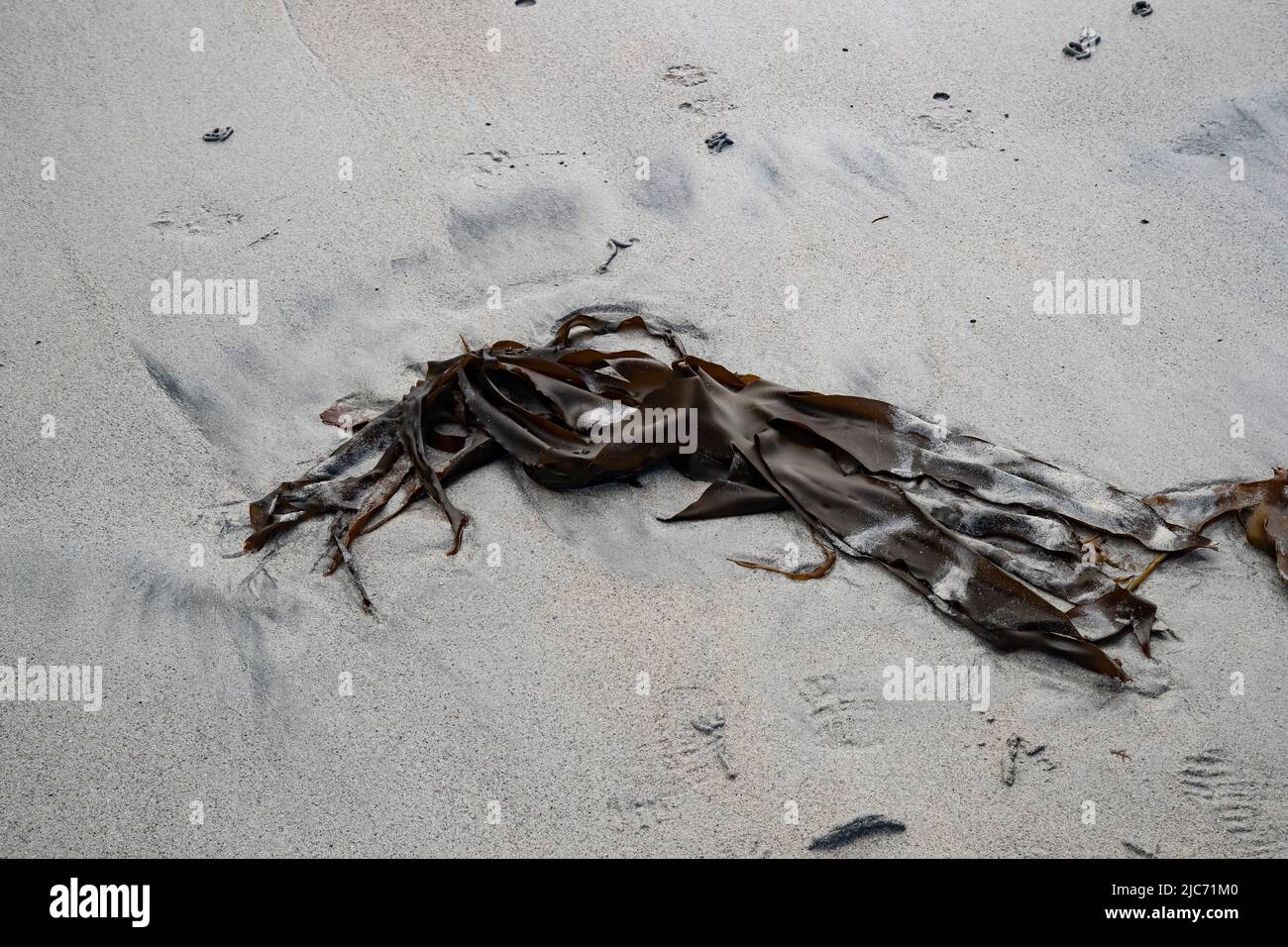 Oarweed Laminaria digitata above the strand line on the white snady beaches of North Uist, Outer Hebrides, Scortland Stock Photo
