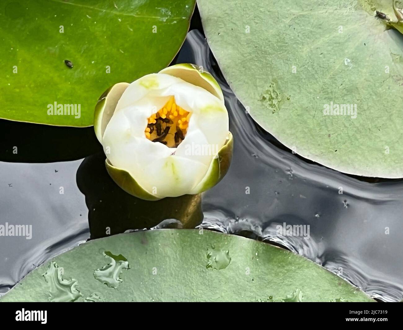 European white water lily, white water rose or white nenuphar - Nymphaea alba Syn. Nymphaea polystigma - Weiße Seerose - nénuphar blanc ou nénufar bla Stock Photo