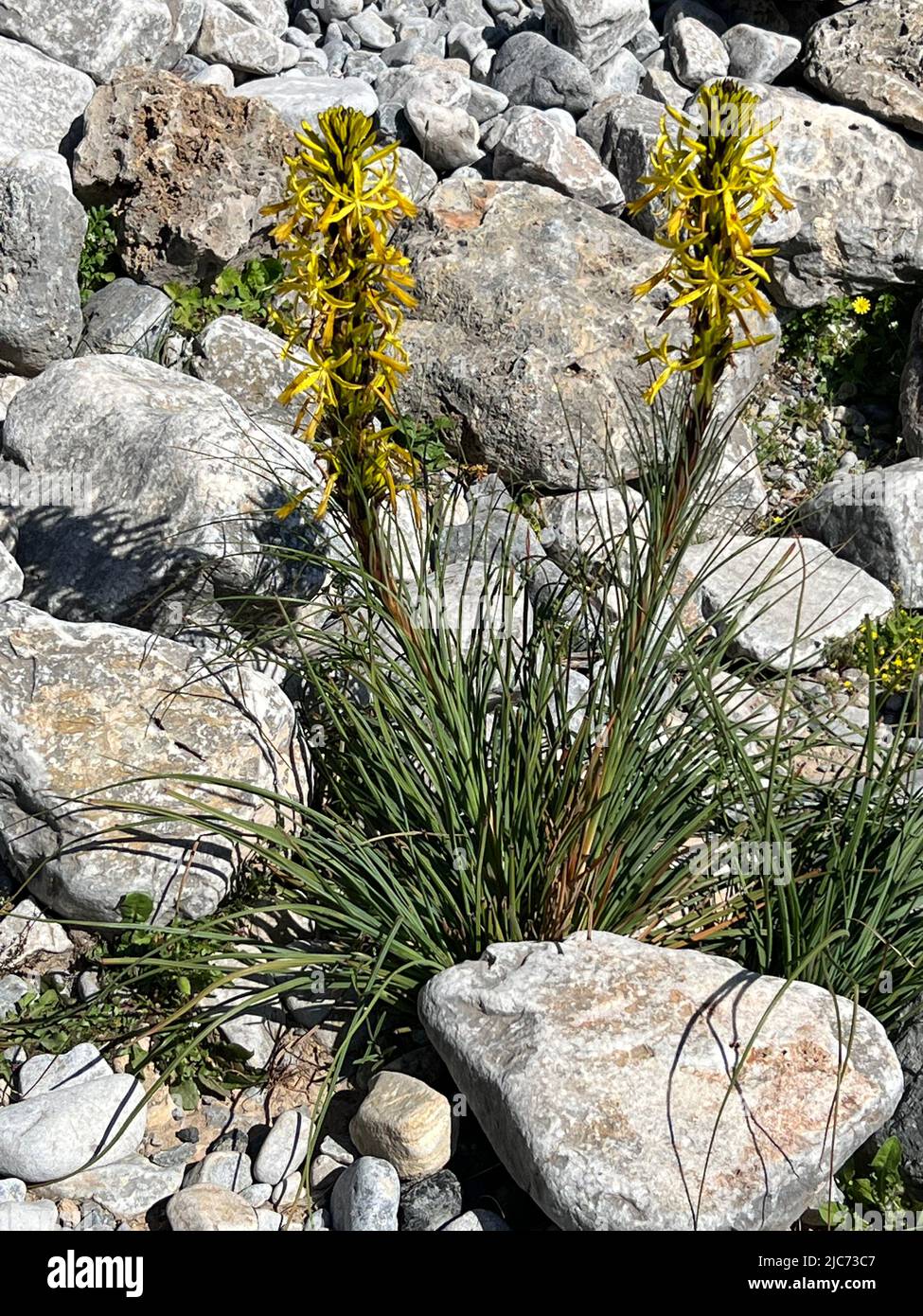 king's spear - Asphodeline lutea; Synonym: Asphodelus luteus - Gelber Affodil - Asphodéline jaune Stock Photo