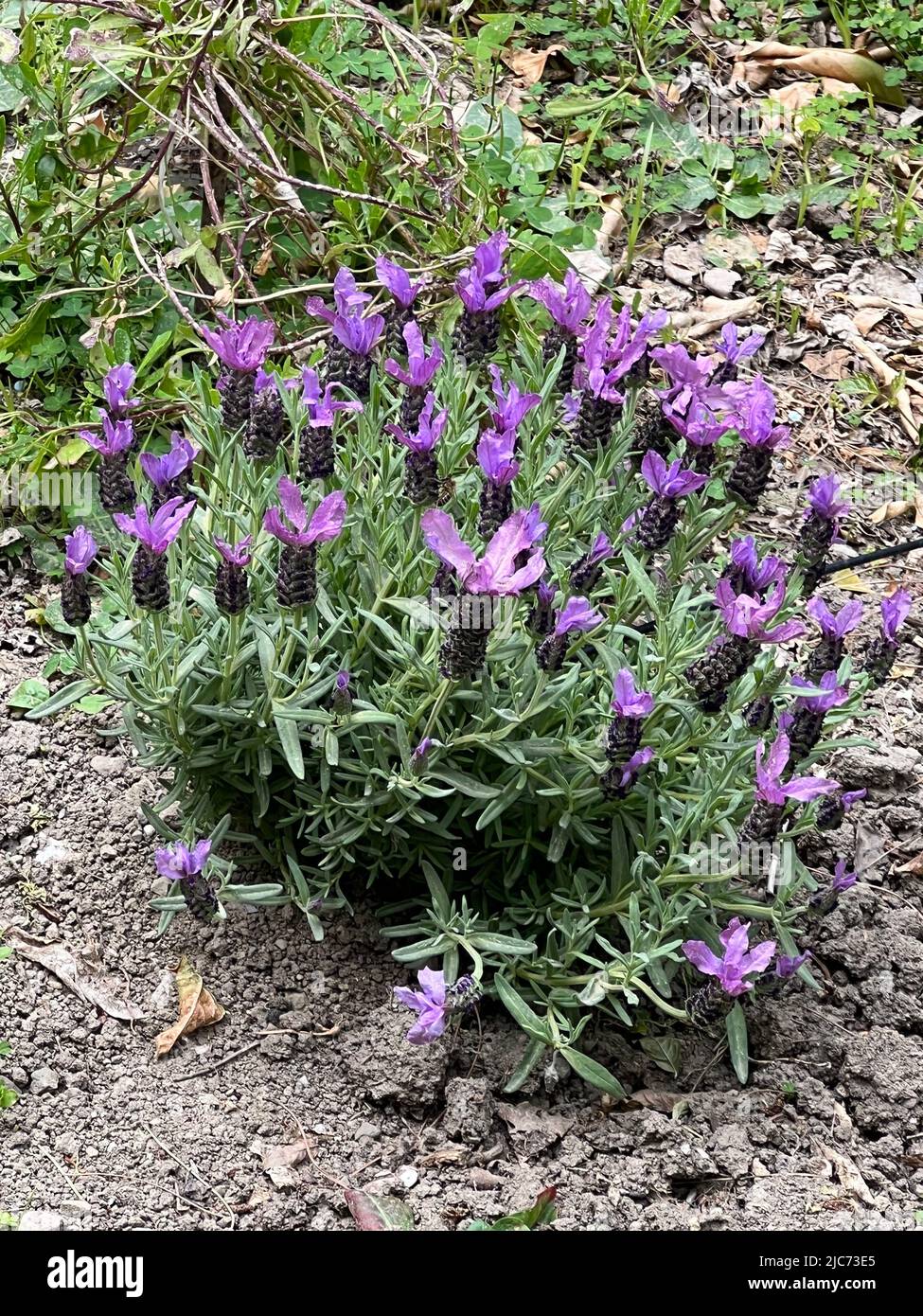 French lavender - Lavandula stoechas - Schopf-Lavendel - lavande papillon Stock Photo
