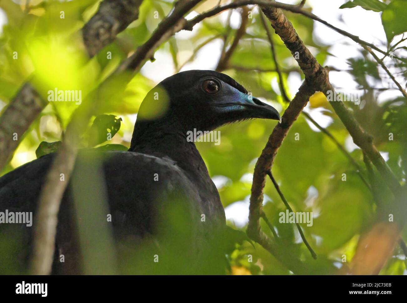 Black Guan (Chamaepetes unicolor) close-up of adult perched in tree             Monteverde, Costa Rica                   March Stock Photo
