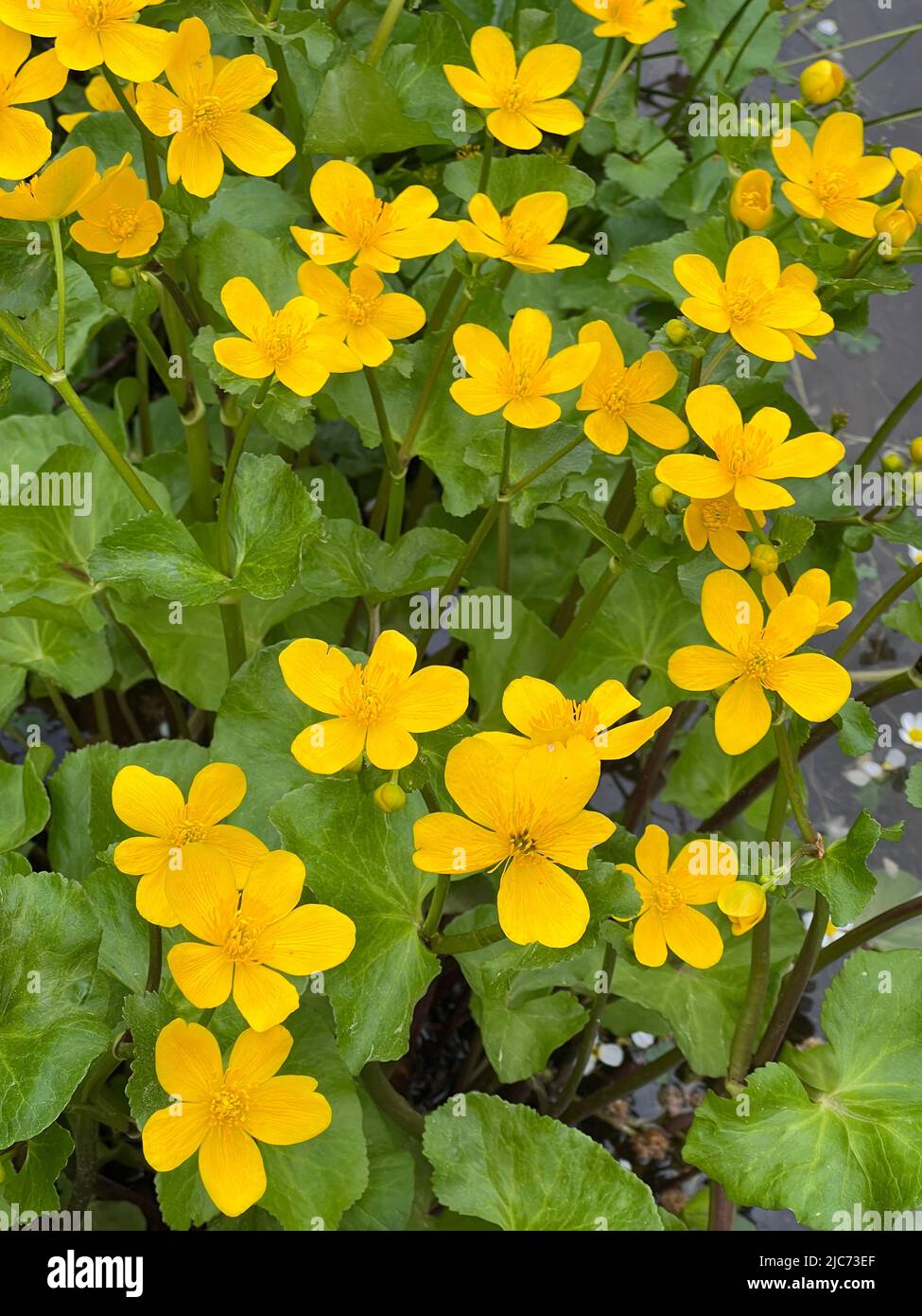 marsh-marigold - Caltha palustris - Sumpfdotterblume - Populage des marais Stock Photo