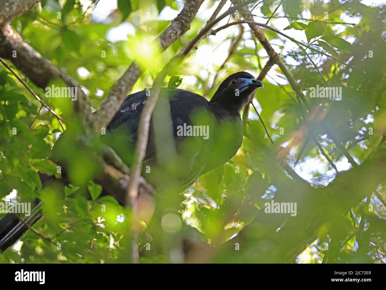 Black Guan (Chamaepetes unicolor) adult perched in tree             Monteverde, Costa Rica                   March Stock Photo