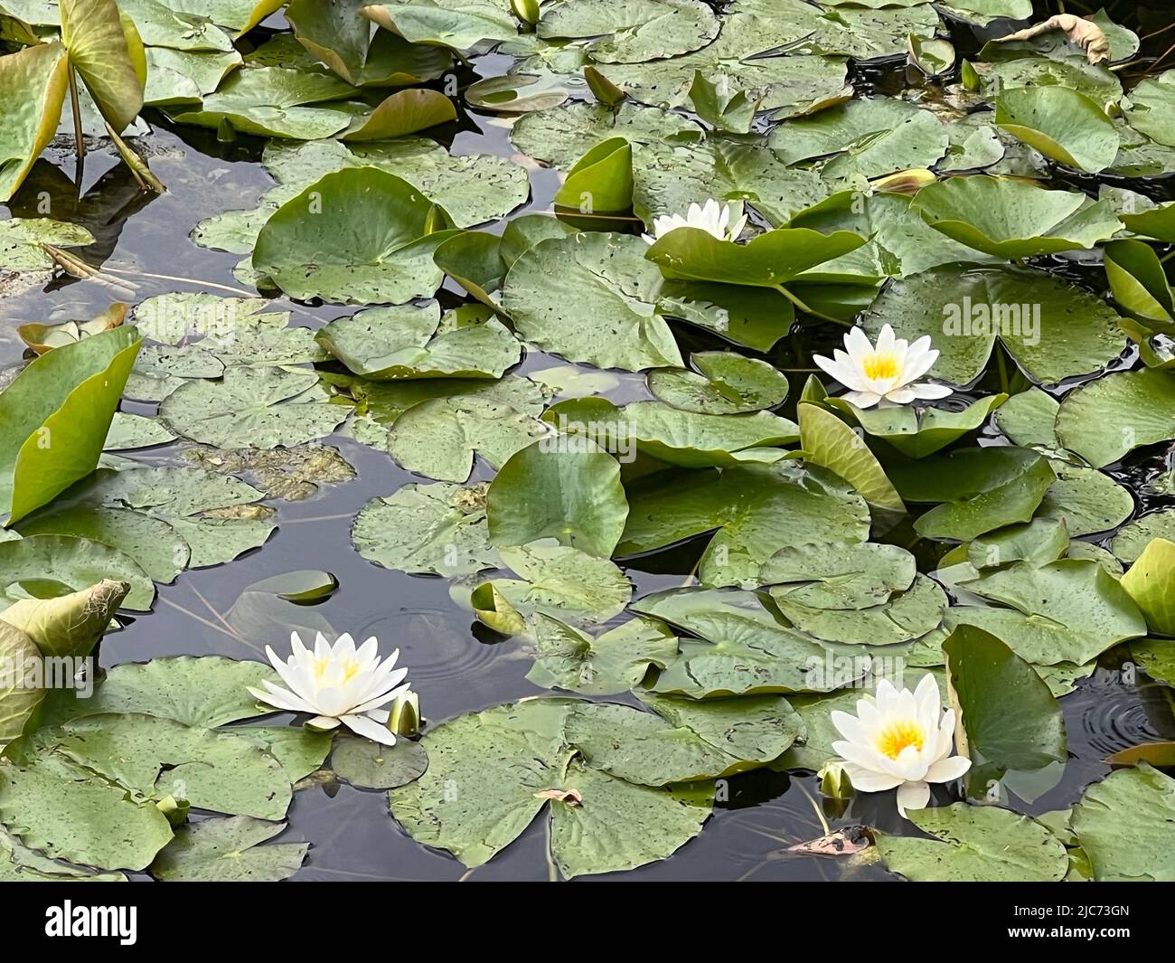 European white water lily, white water rose or white nenuphar - Nymphaea alba Syn. Nymphaea polystigma - Weiße Seerose - nénuphar blanc ou nénufar bla Stock Photo