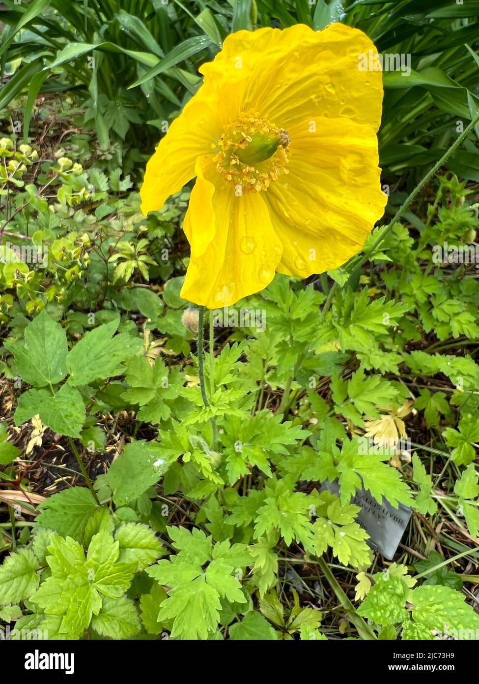 Welsh Poppy - Papaver cambricum - Wald-Scheinmohn - Papaver cambricum Stock Photo