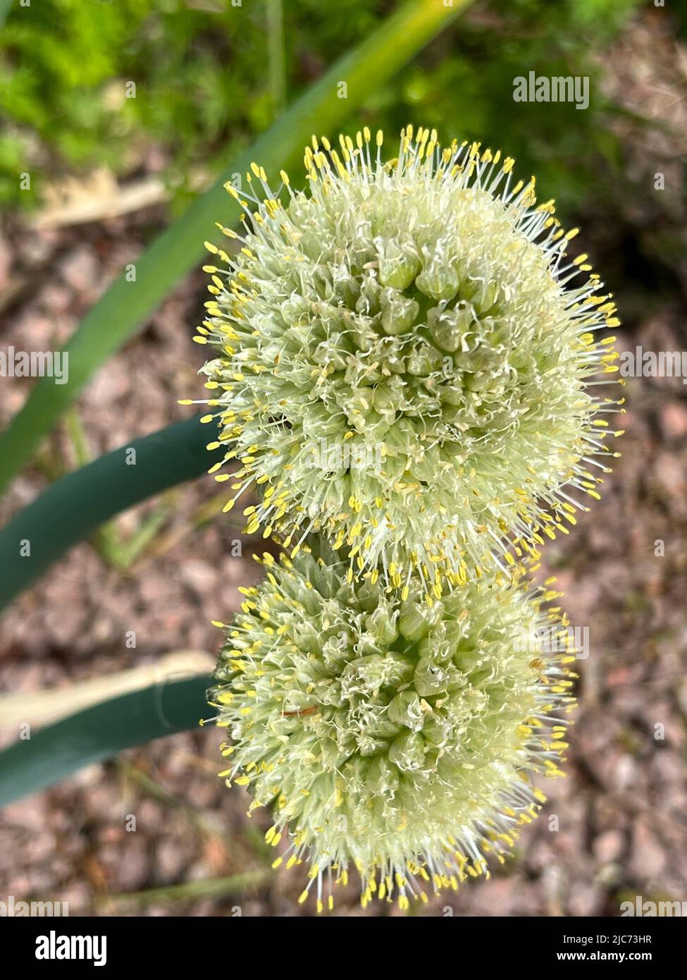Welsh onion - Allium fistulosum - Frühlingszwiebel - ciboule Stock Photo