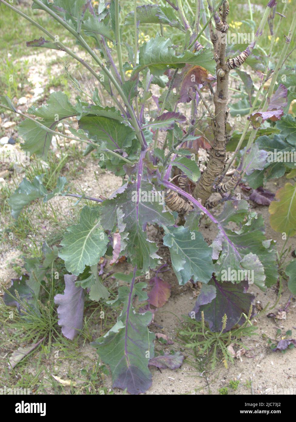 wild cabbage - Brassica oleracea - Wildkohl - Chou sauvage Stock Photo