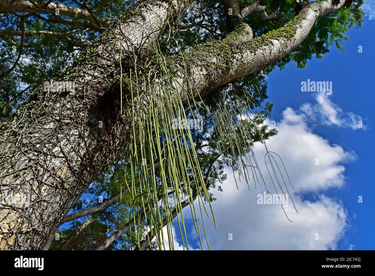 Mistletoe cactus (Rhipsalis baccifera) on tree branch Stock Photo