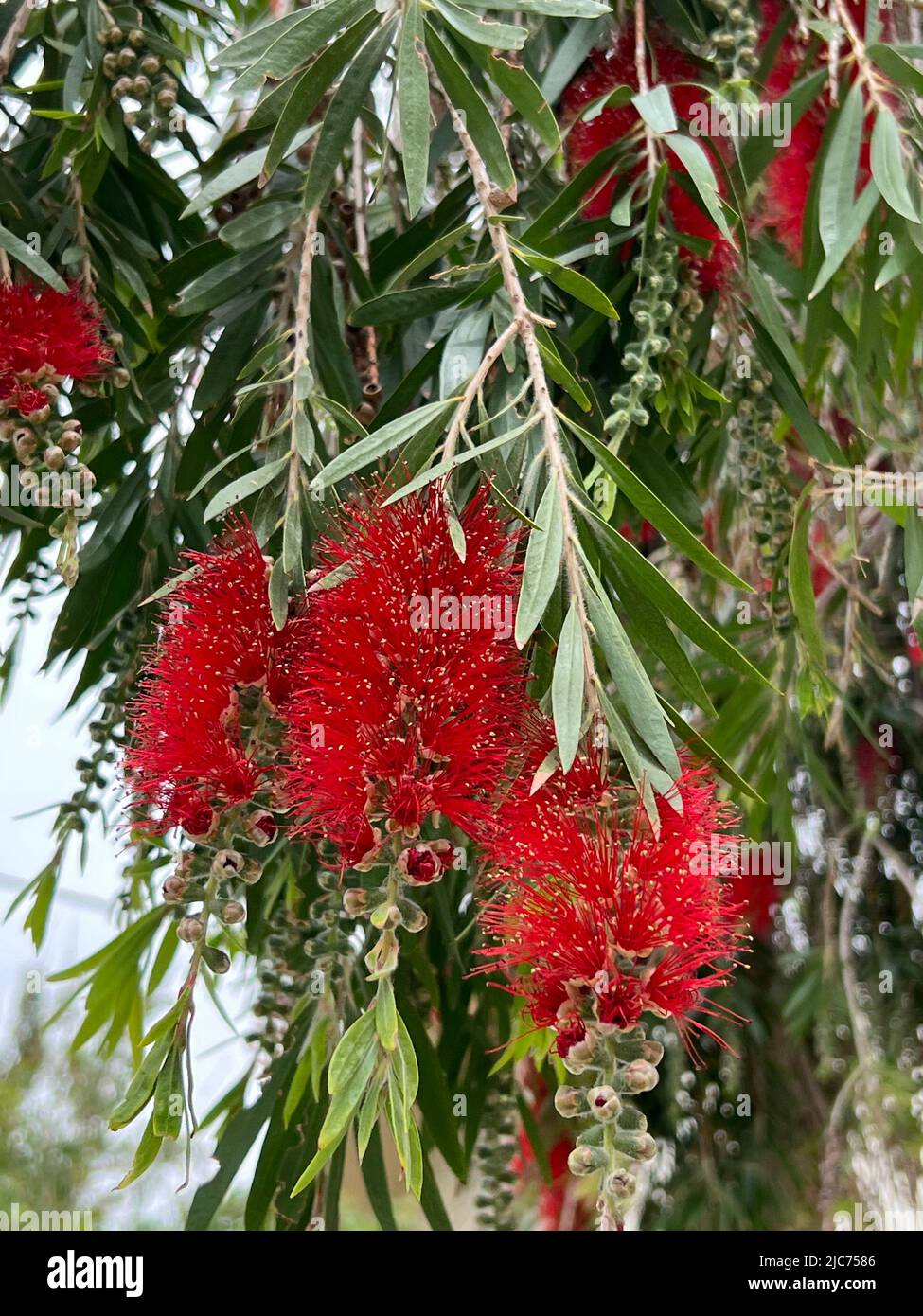 common red bottlebrush - Callistemon citrinus Syn. Melaleuca citrina - Karminroter Zylinderputzer - Fleur-goupillon Stock Photo