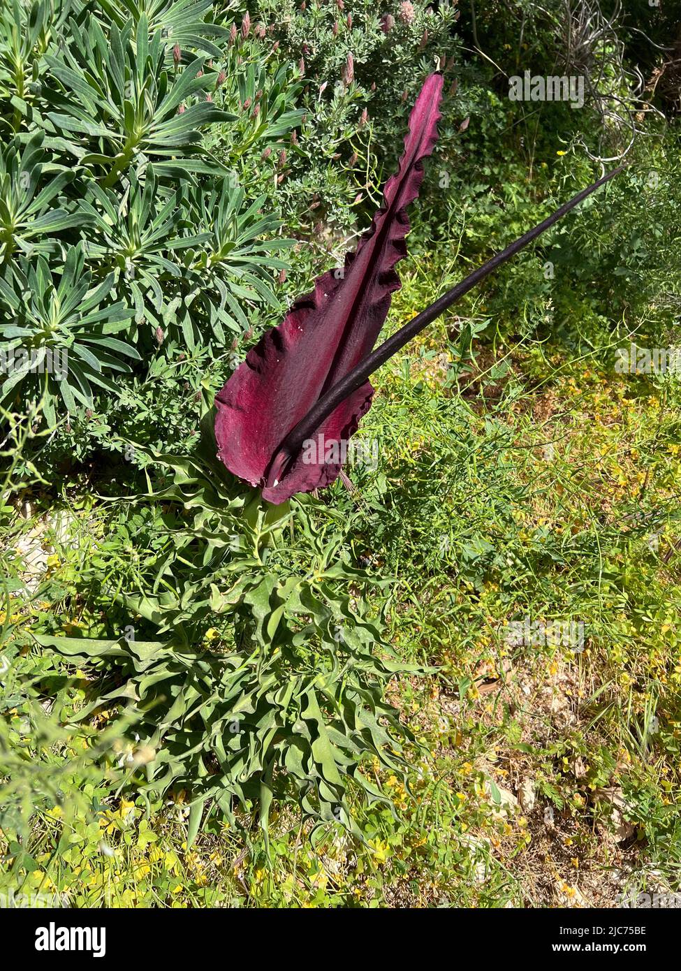 common dracunculu Dracunculus vulgaris, Synonym Arum dracunculus