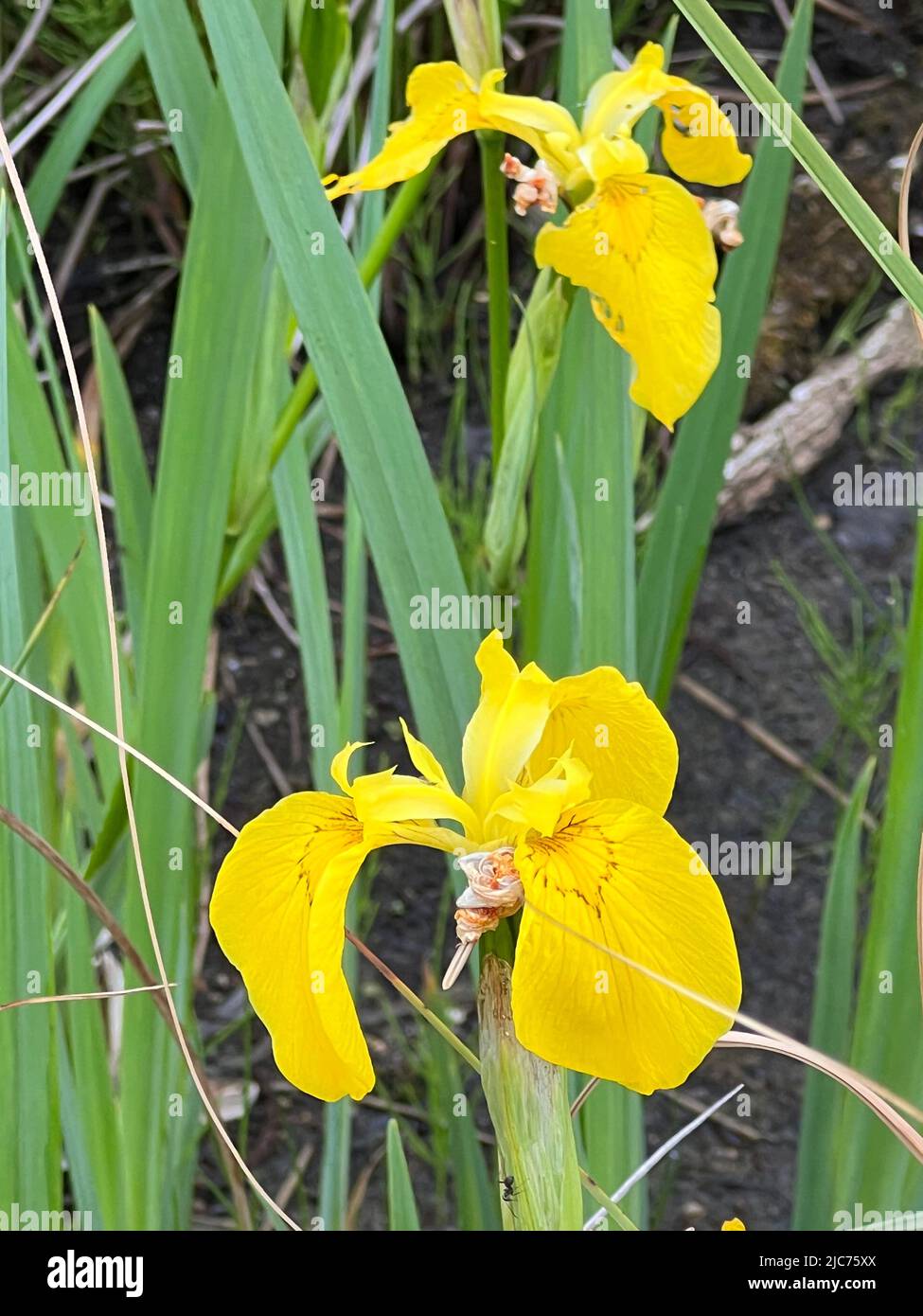 yellow flag - Iris pseudacorus - Sumpf-Schwertlilie - Iris des Marais Stock Photo