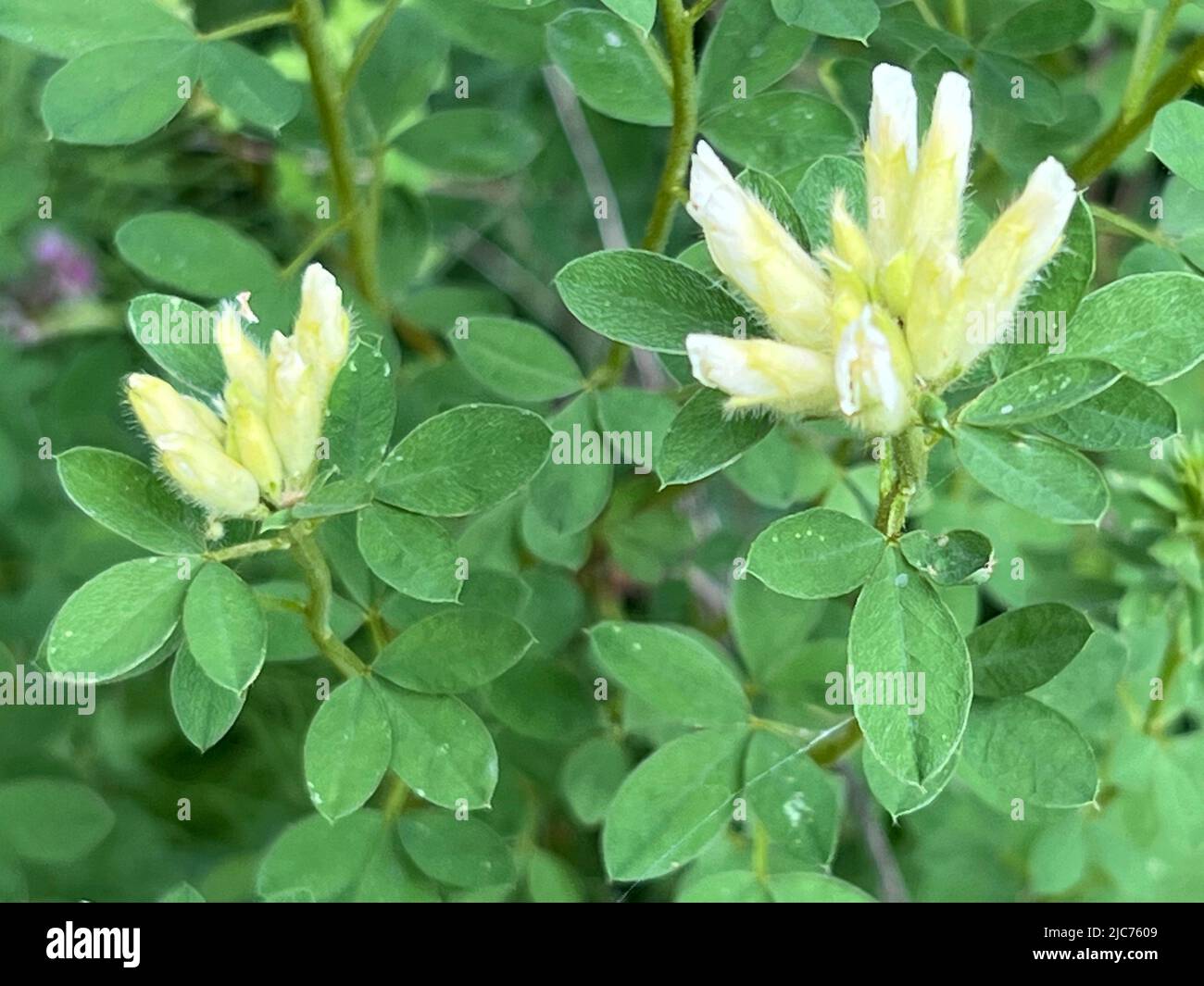 sulphur clover - Trifolium ochroleucon - Blassgelber Klee - Trèfle jaunâtre Stock Photo