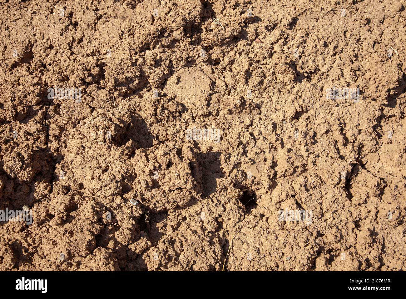 Dry dirt soil. Loose and dry soil ground. Close up and top of the view