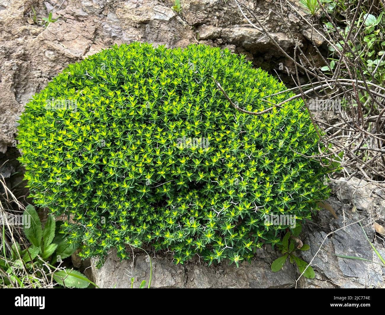 Euphorbia acanthothamnos - Euphorbia acanthothamnos - Dornbusch-Wolfsmilch - Euphorbe épineuse Stock Photo
