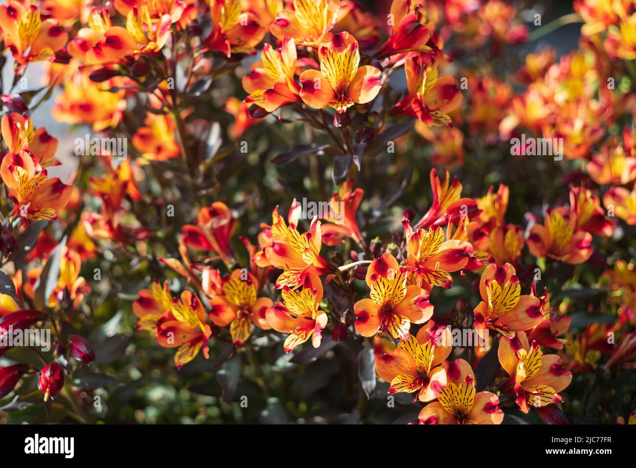 Beautiful orange alstroemeria lily flowers Stock Photo