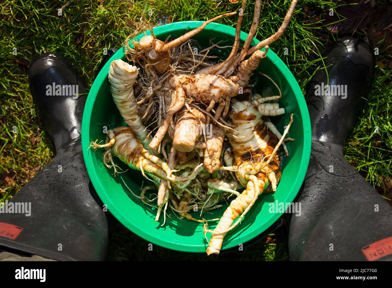 Life in New Zealand. Fishing, foraging, diving, gardening and sports. Freshly-foraged wild Parsnips and Bull Thistle Root. Eat the weeds. Stock Photo