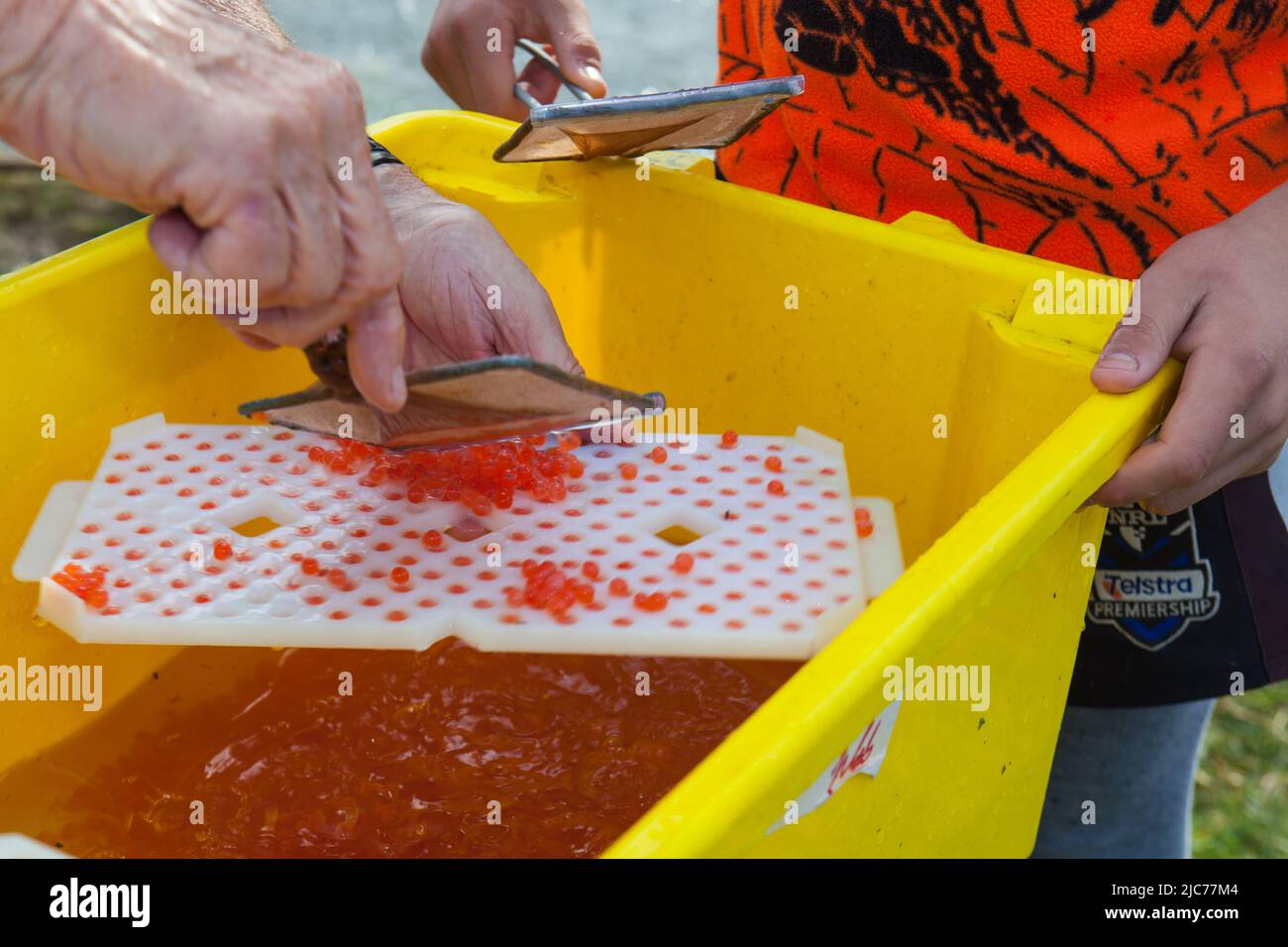 Life in New Zealand. Fishing, foraging, diving, gardening and sports. Salmon enhancement program, planting fertile Chinook Salmon eggs. Stock Photo