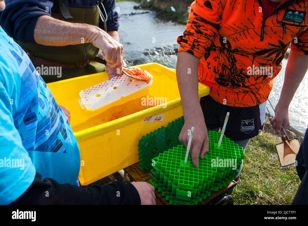 Life in New Zealand. Fishing, foraging, diving, gardening and sports. Salmon enhancement program, planting fertile Chinook Salmon eggs. Stock Photo