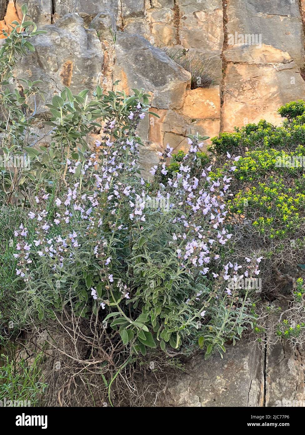 Salvia fruticosa - Salvia fruticosa - Griechischer Salbei - sauge arbustive Stock Photo
