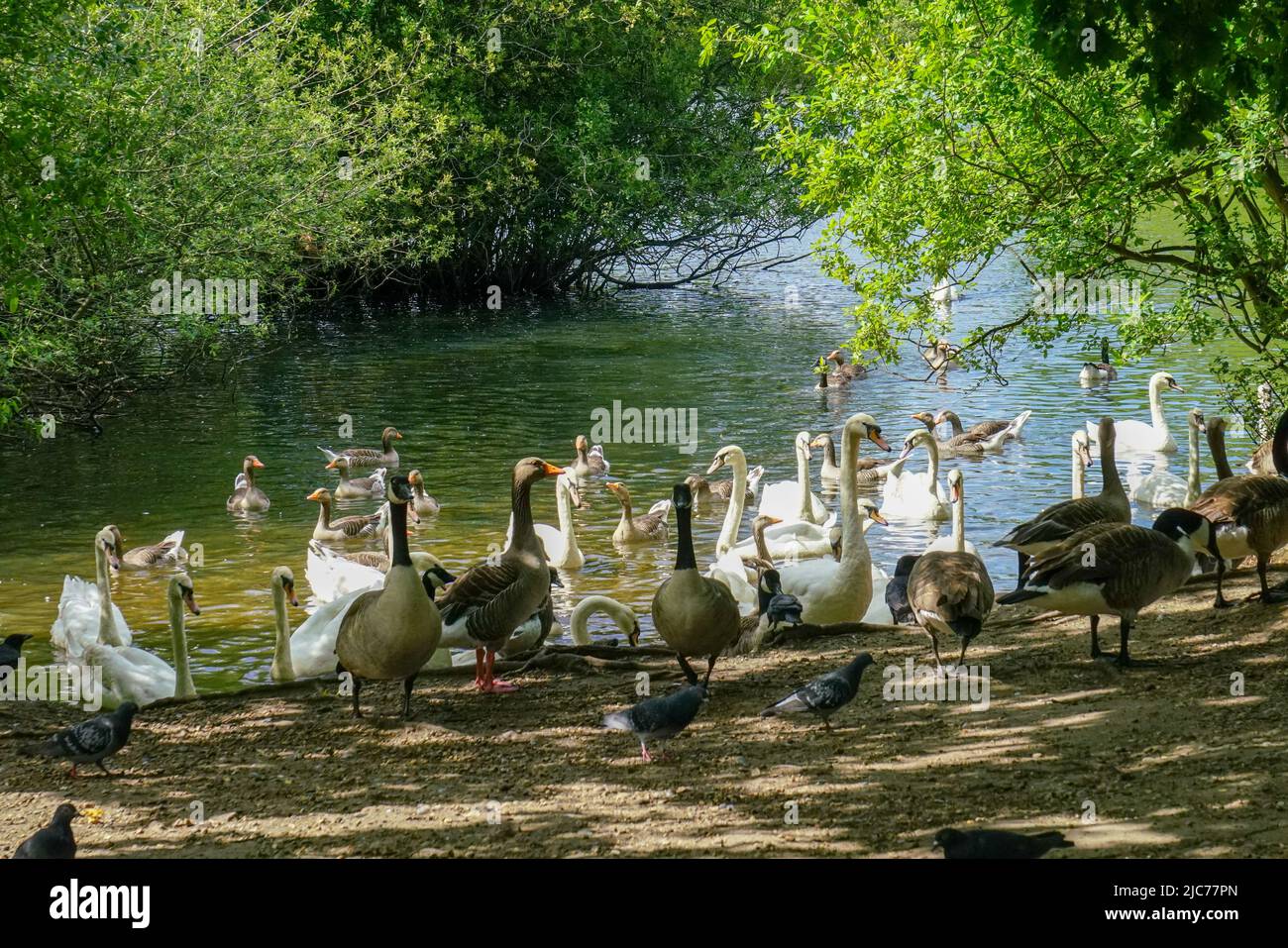 London, UK. 10th June, 2022. Greylag goose ,white swans at Hollow Ponds