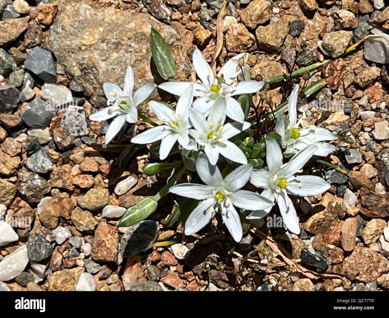 garden star-of-Bethlehem, grass lily, nap-at-noon, or eleven-o'clock lady - Ornithogalum umbellatum - Dolden-Milchstern - ornithogale en ombelle, dame Stock Photo