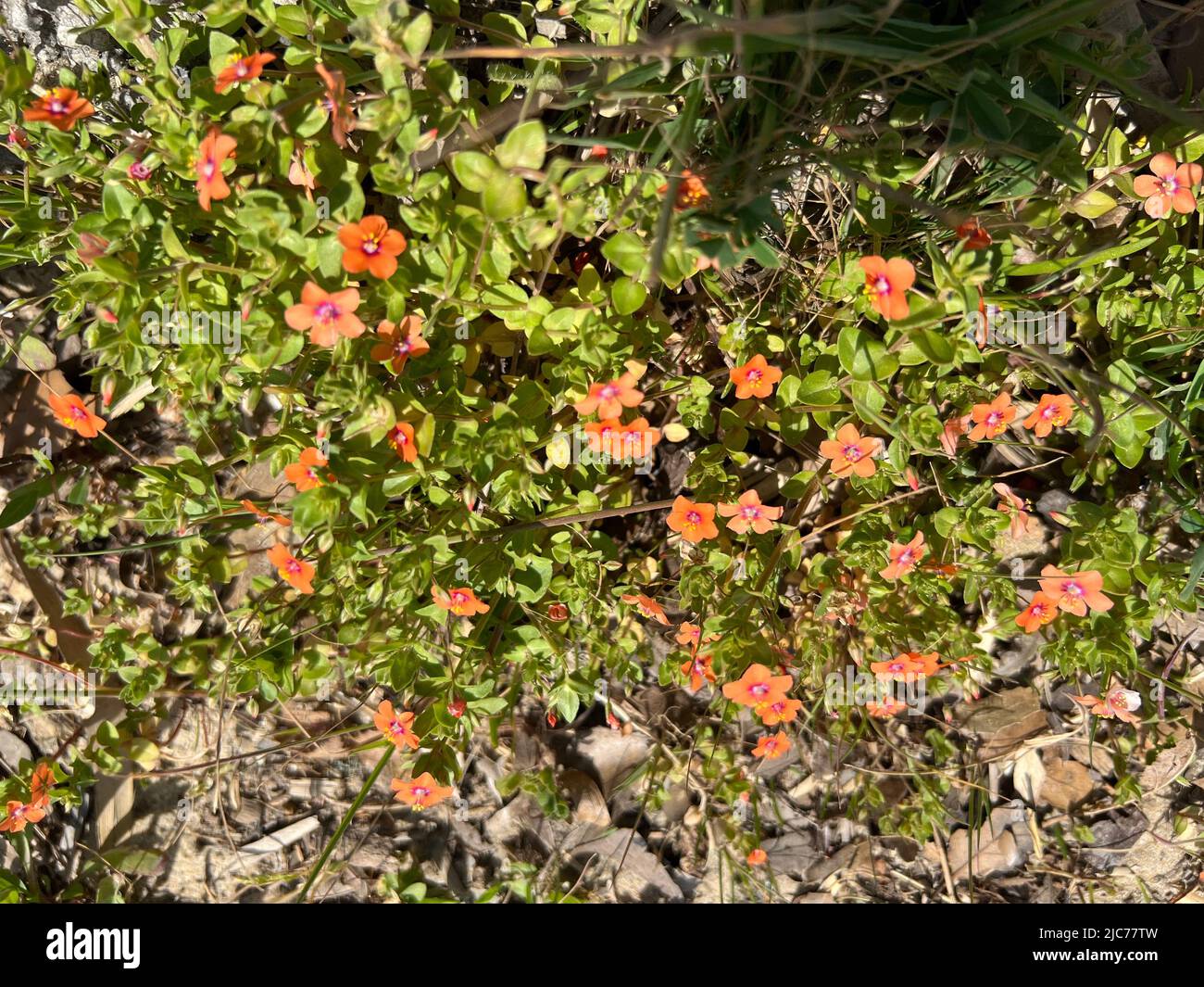 scarlet pimpernel - Anagallis arvensis - Acker-Gauchheil - Mouron Rouge Stock Photo