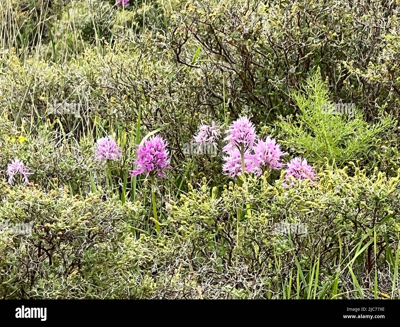 Italian orchid - Orchis italica - Italienisches Knabenkraut - Orchis italica Stock Photo