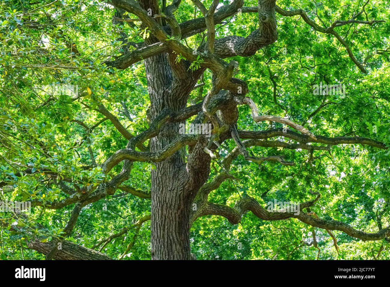 London, UK. 10th June, 2022. Flowers, plants and trees at Hollow Ponds, Epping Forest at Leytonstone, London, UK. - 10 June 2022. Credit: See Li/Picture Capital/Alamy Live News Stock Photo