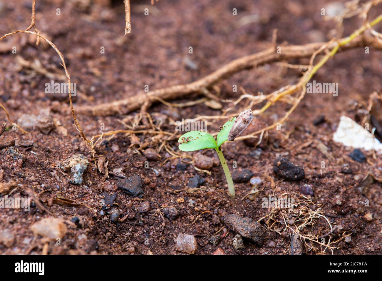 Single young seed germination and plant growing. Stock Photo