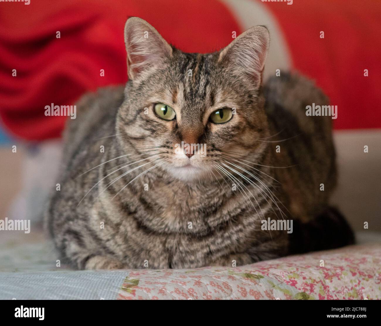 Cama animal hi-res stock photography and images - Alamy