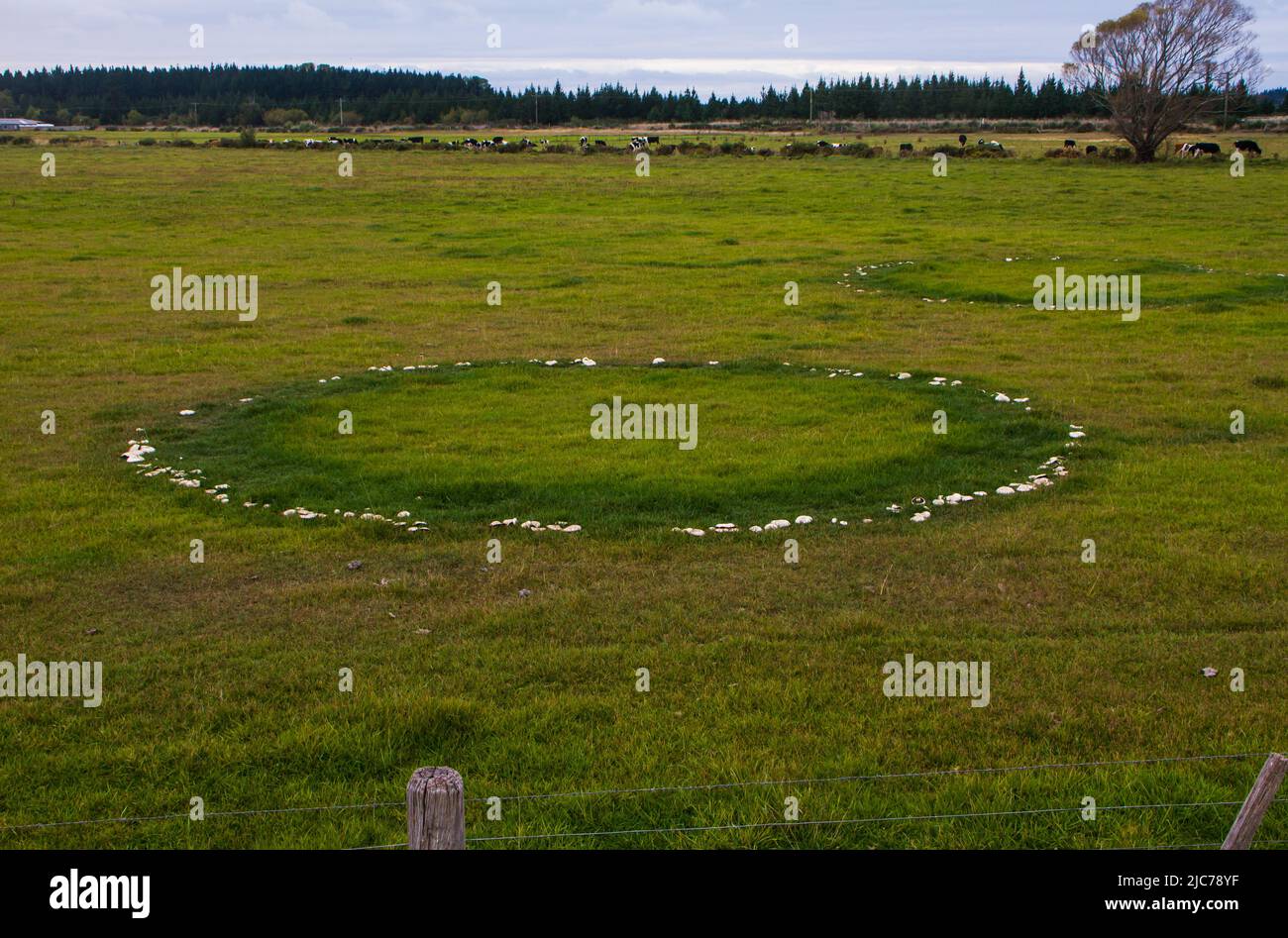 Life in New Zealand. Fishing, foraging, diving, gardening and sports