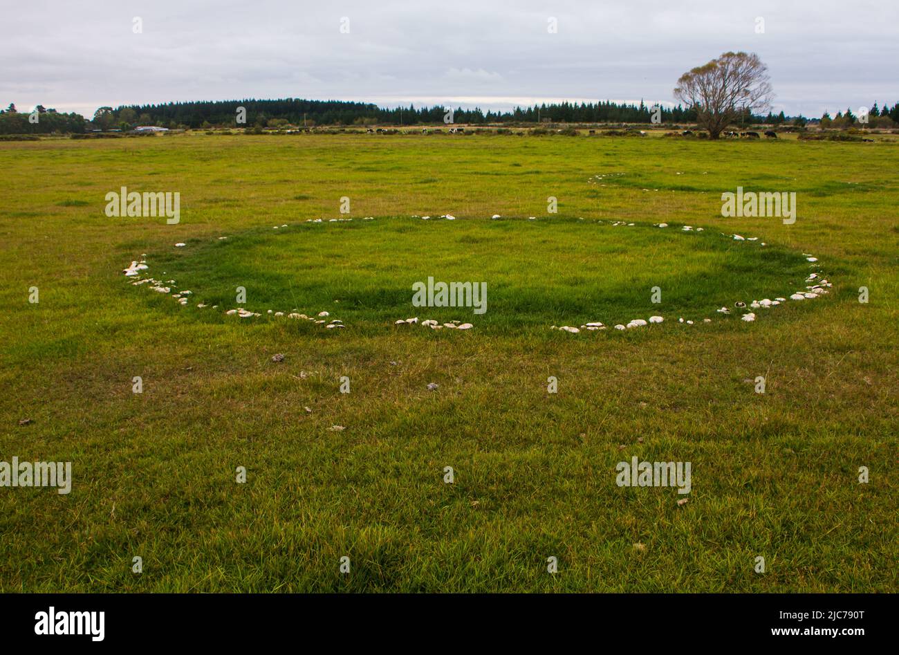 Life in New Zealand. Fishing, foraging, diving, gardening and sports. Fairy rings of Horse Mushrooms (Agaricus arvensis). Stock Photo