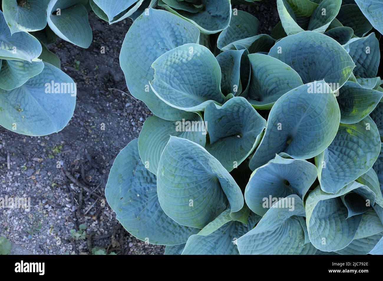Large blue plantain lily leaves Stock Photo Alamy