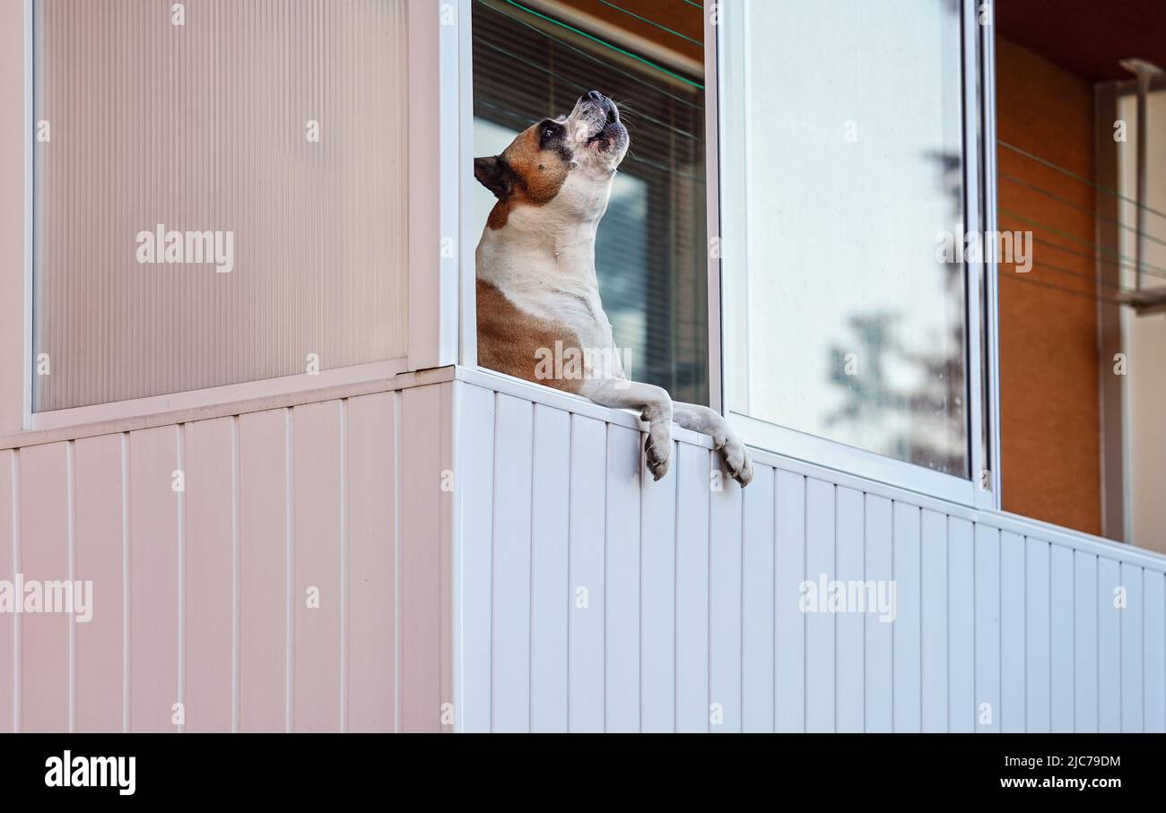 Brown and white boxer dog leaning on balcony as if he's looking outside, barking or howling Stock Photo