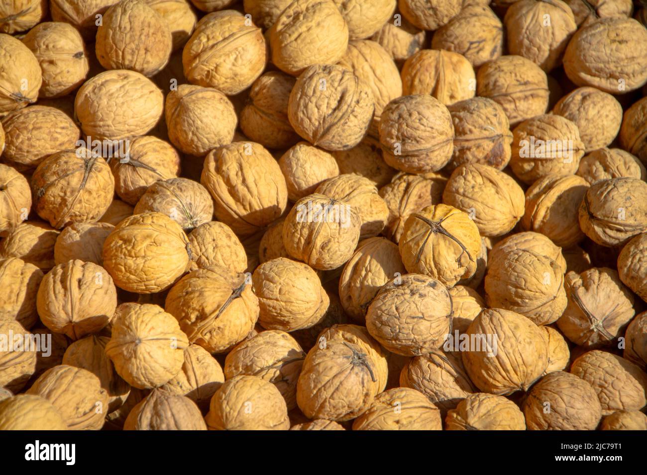 Life in New Zealand. Fishing, foraging, diving, gardening and sports. Freshly gathered walnuts