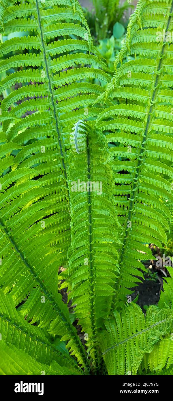 Shuttlecock-fern.Matteuccia spiral fern is a genus of ferns with one species: Matteuccia struthiopteris common names ostrich fern, fiddle fern Stock Photo