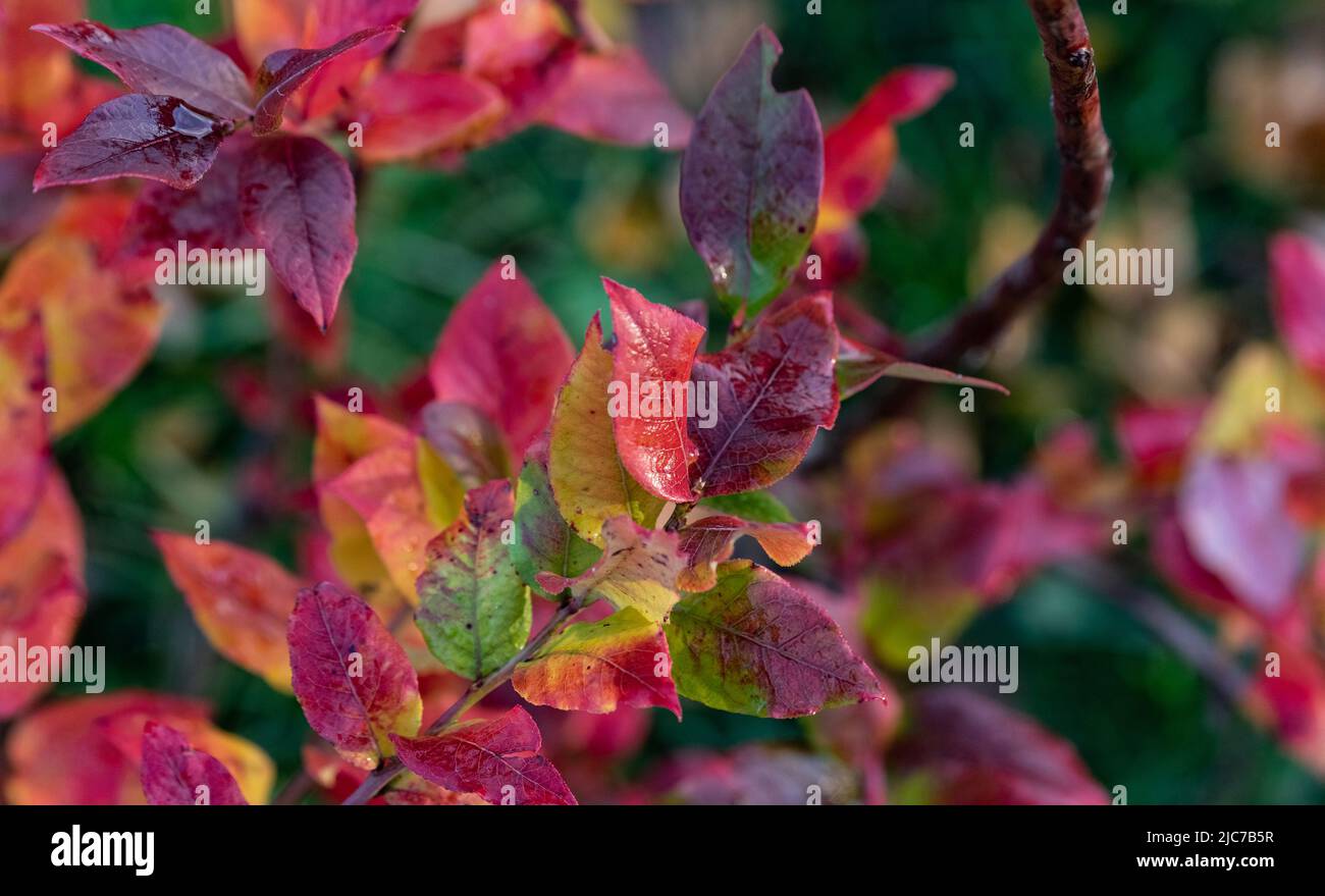 Blueberry plant. Red blueberry leaves are a sign of the upcoming fall. Red  plant leaves with drops of dew Stock Photo - Alamy