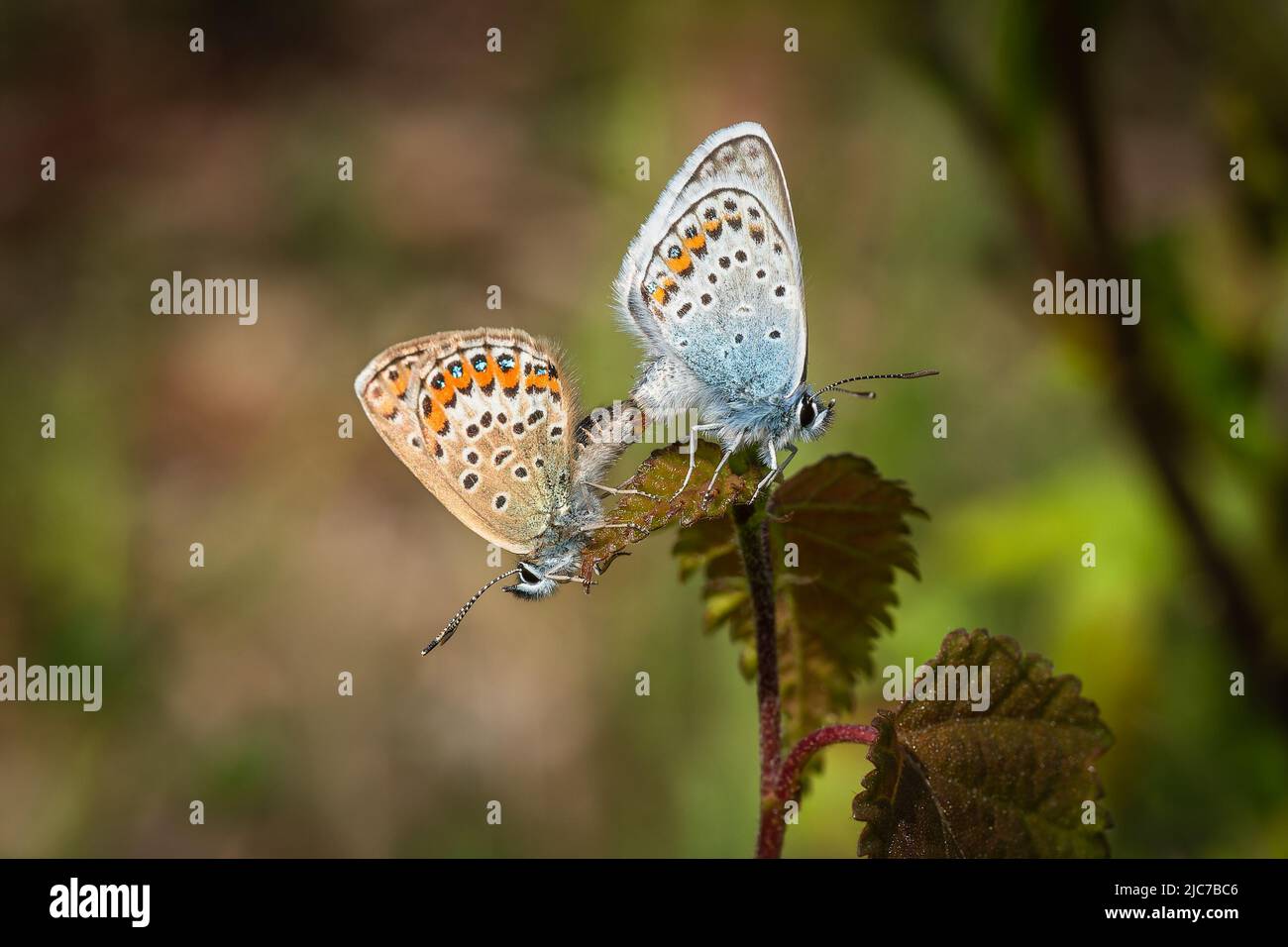 A couple of the silver-studded blue butterflies, a brown female and a blue male sitting back to back on a leaf mating. Blurry background. Sunny summer Stock Photo