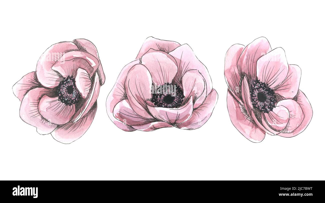 Anemone flowers, watercolor sketch-style illustration with graphic elements. Isolated objects from a large set of PARIS. For decoration, design and co Stock Photo