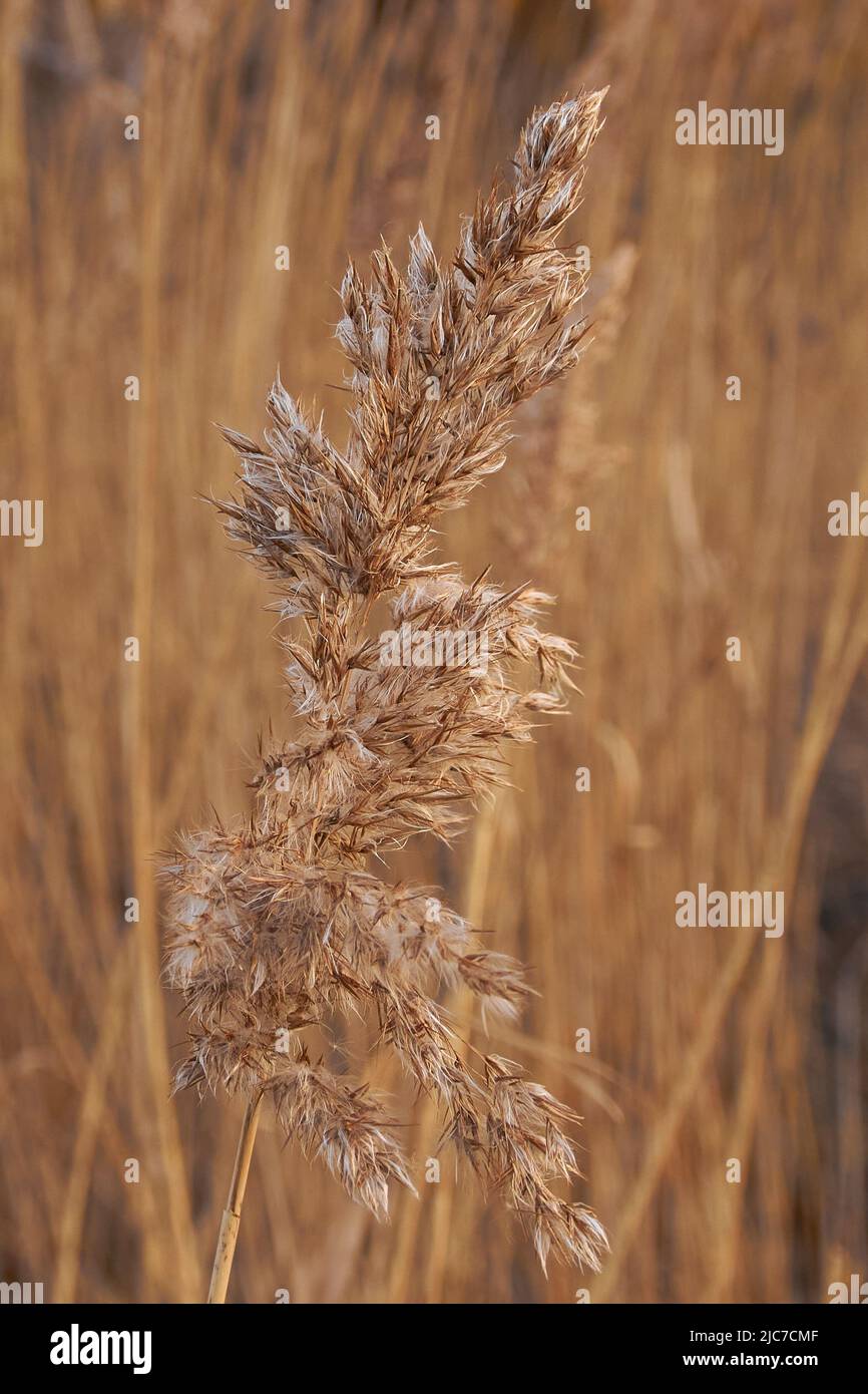 Seeds seed stalks grass hires stock photography and images Alamy
