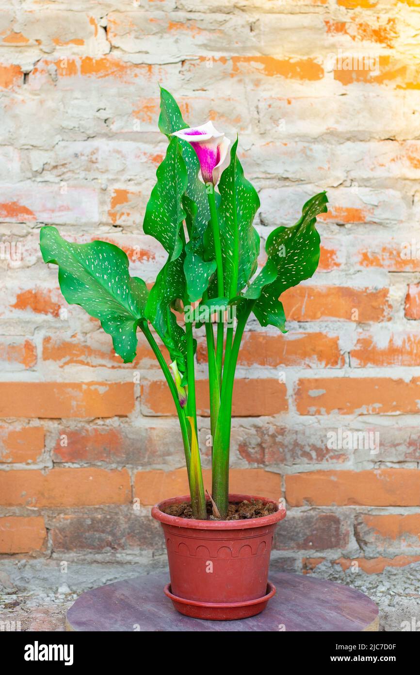 A beautiful blooming white flower with a purple center Calla Vermeer in a flower pot. Stock Photo