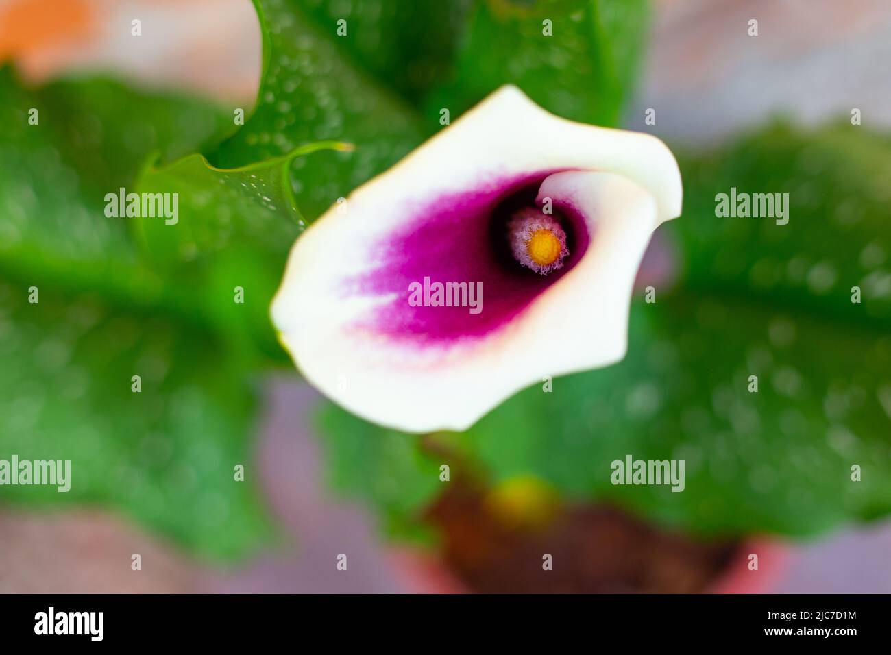 Beautiful blooming flower - white with a purple center Calla Vermeer, close-up, selective focus, top view. Stock Photo