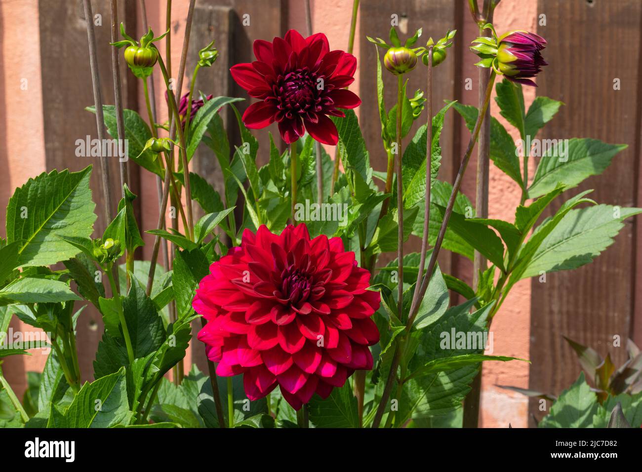 First summer blooms and buds of this blood red decorative dahlia Stock Photo